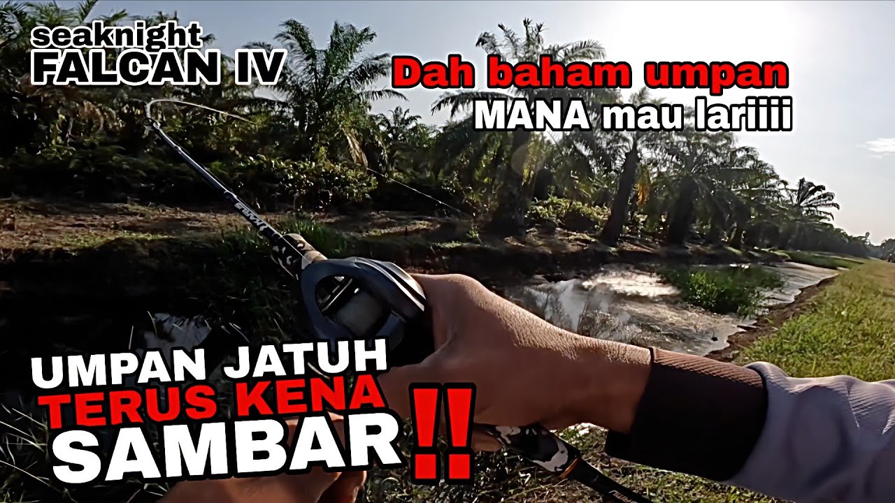 Casting haruan !! Parit sawit banyak haruan. Seaknight falcan IV bait casting reel.
