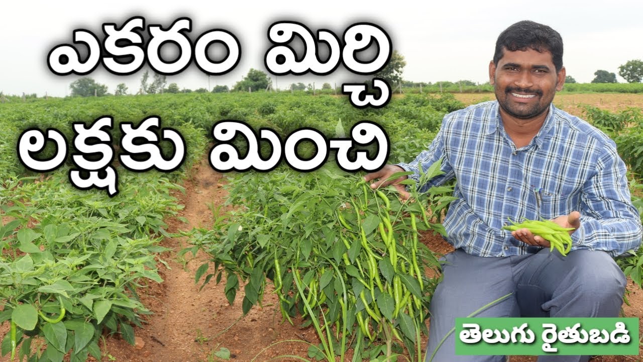 పచ్చిమిర్చి సాగు.. ఖర్చు? మిగులు? | Green Chilli Farming | రైతుబడి