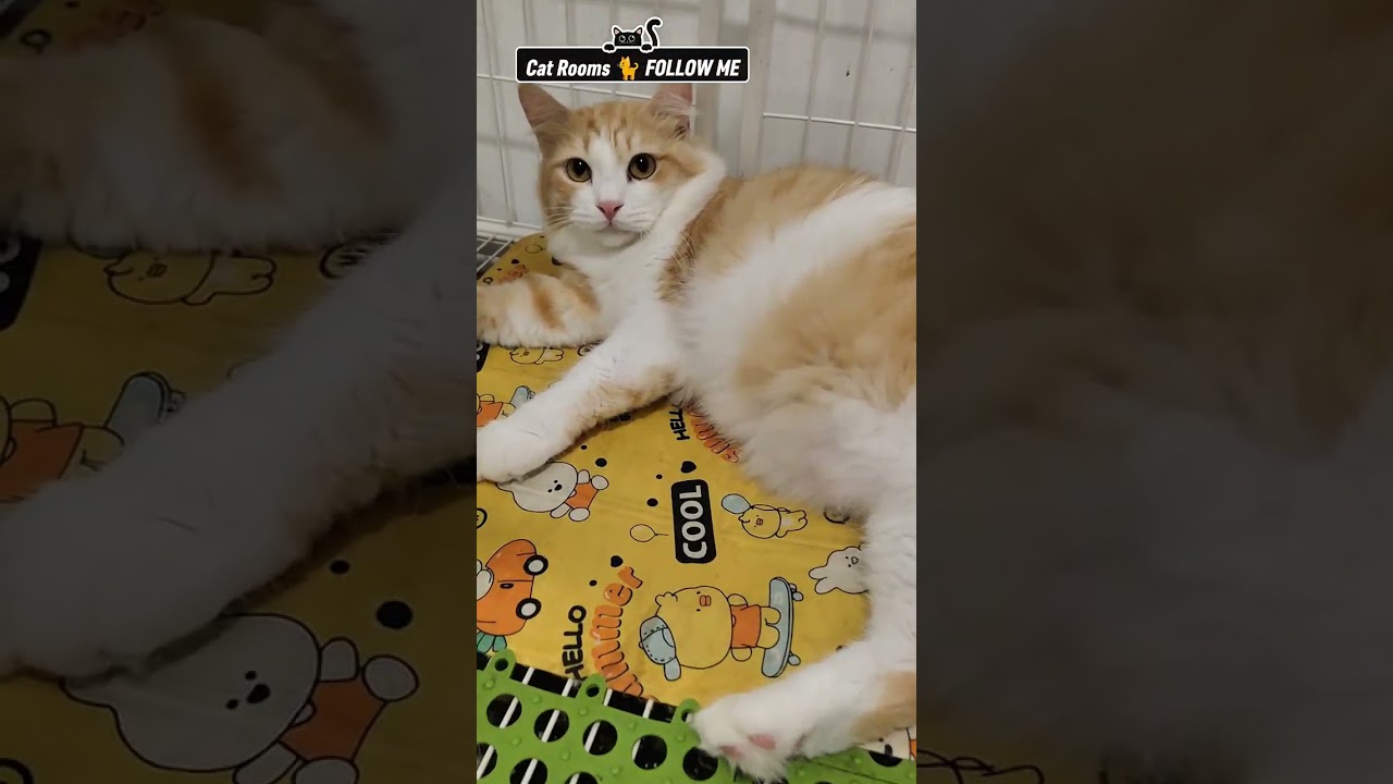 Kucing Ku #catsloversclub #meow #kucingku 
