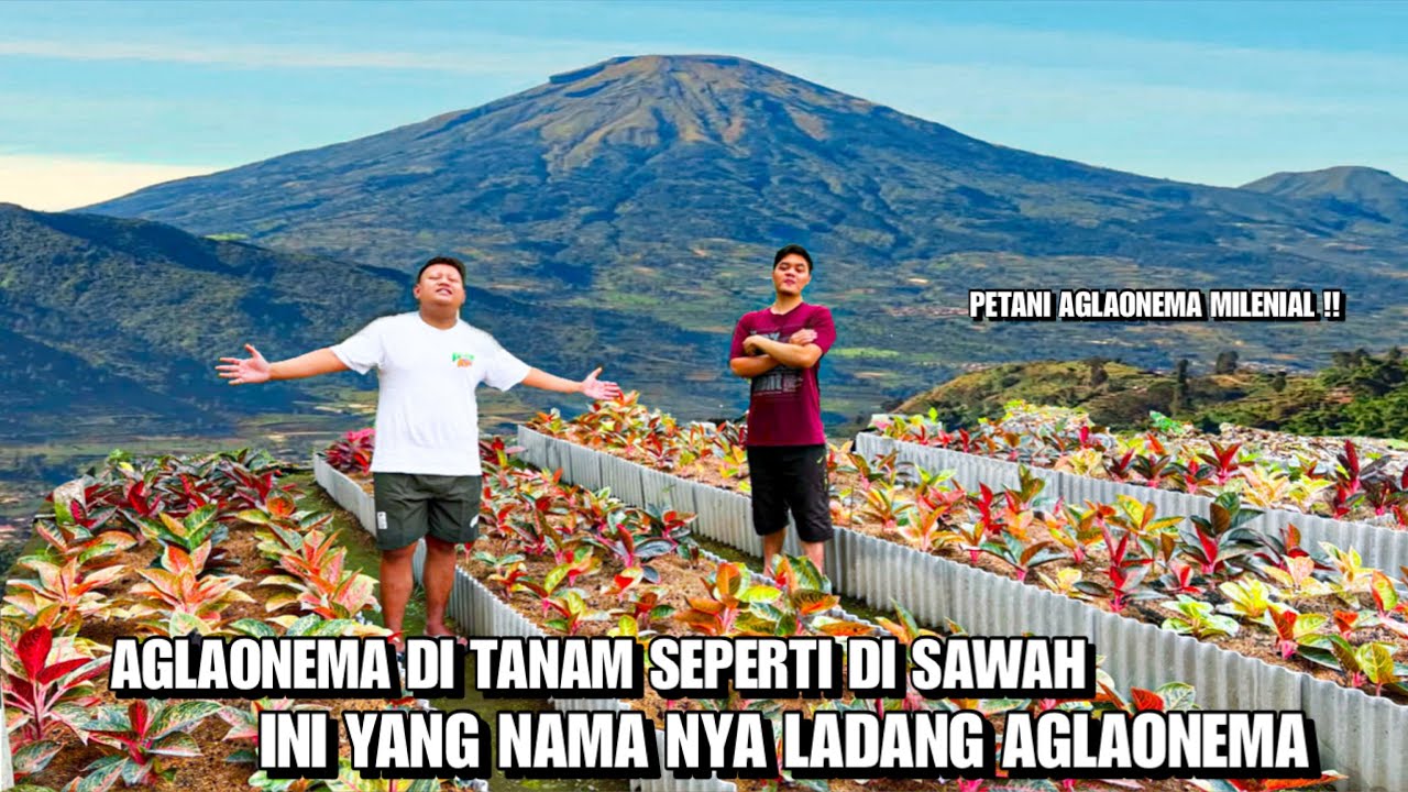 HAMPARAN LUAS ISI NYA AGLAONEMA‼️