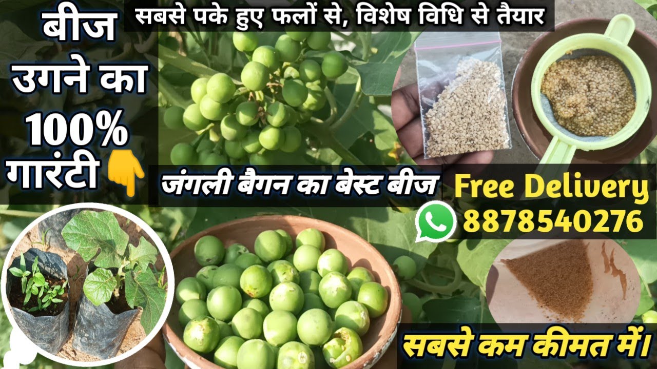 Free Delivery जंगली बैगन का बेस्ट बीज, सबसे कम कीमत में।🍒👍