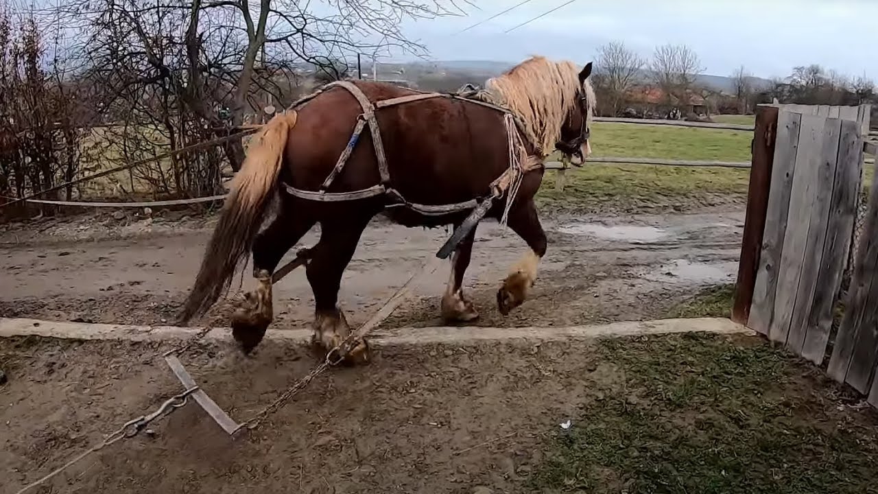ПРОДАНИЙ!!! ПРОДАЄТЬСЯ КРАСИВИЙ , ГАРНОГО СКЛАДУ ЖЕРЕБЕЦЬ/КОНІ ВАГОВОЗИ