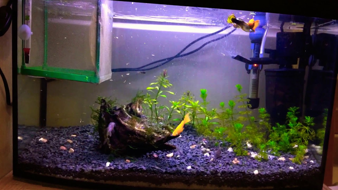Moje Akwarium molinezja,kirys gupik i małe woda utleniona