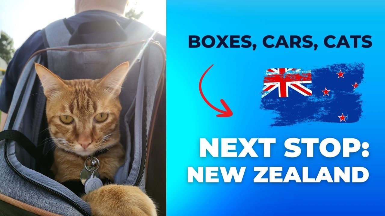 Boxes Cars Cats - Moving Back To New Zealand After 3 Years Travelling