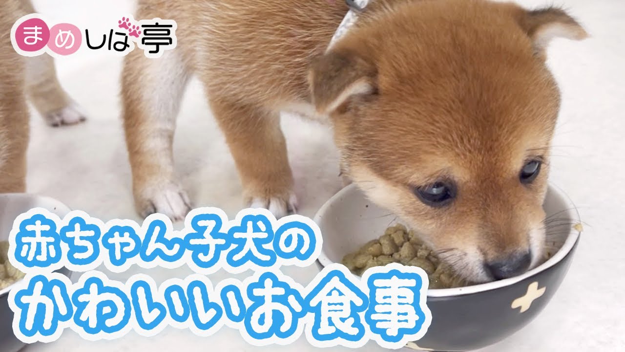 【豆柴犬】かわいい赤ちゃんの癒しすぎるお食事！まめしば亭ブログvlog