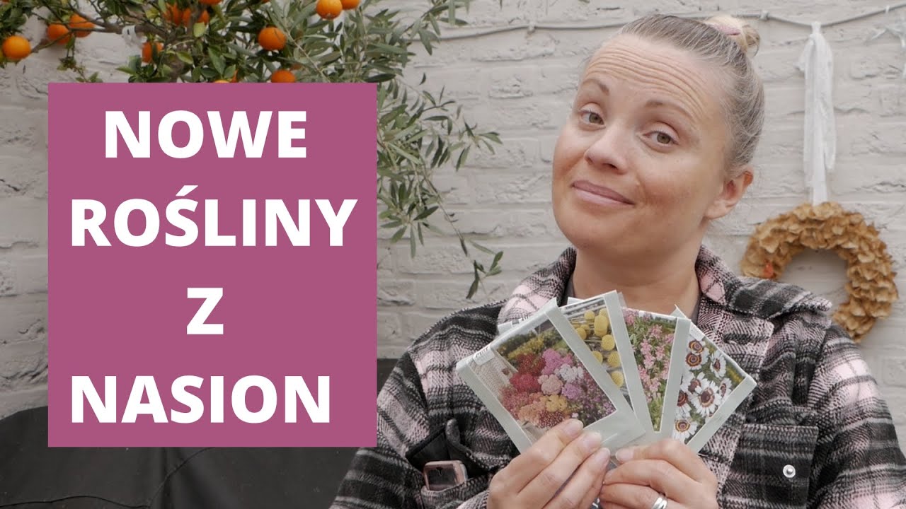 Wysiewam nowe byliny i hardy annuals Didiskus Chryzantema Łubin Kraspedia Krwawnik / MrsGarden