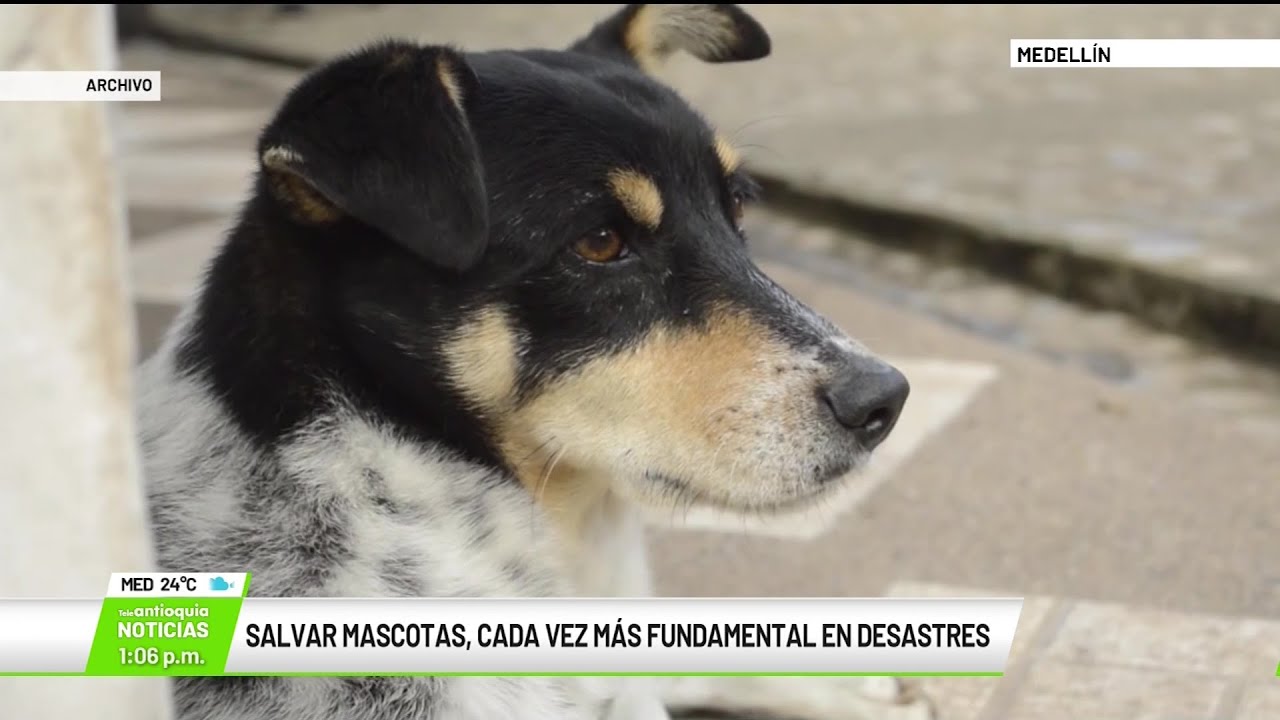 Salvar mascotas, cada vez m&aacute;s fundamental en desastres - Teleantioquia Noticias