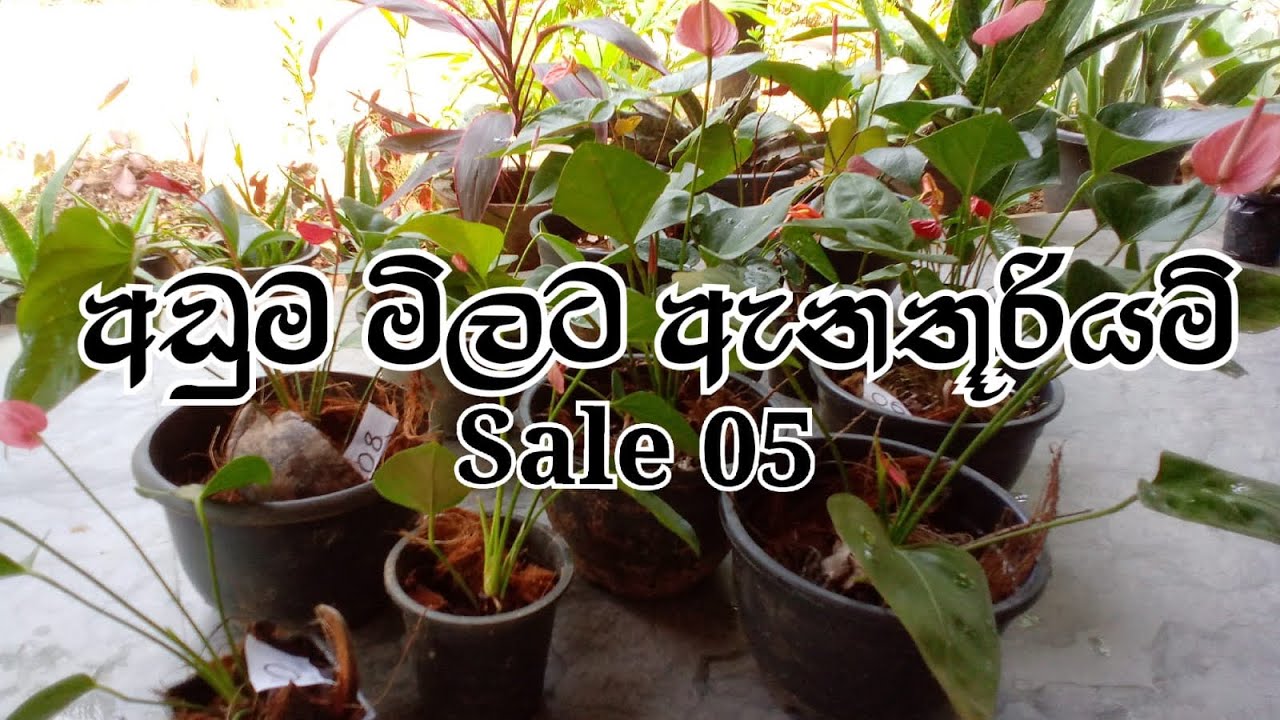 අඩුම මිලට ඇන්තූරියම් Sale 05