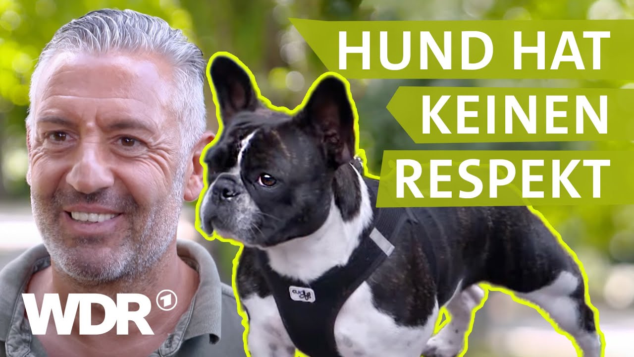 Hundebegegnungen entspannt gestalten | Hunde verstehen | S03/E04 | WDR