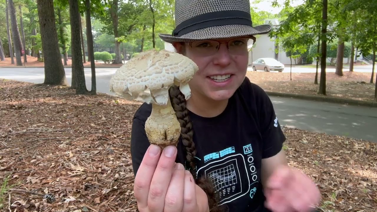 Pine cone Amanita mushroom, Amanita ravenelii + other Lepidella/Roanokenses Amanita mushrooms