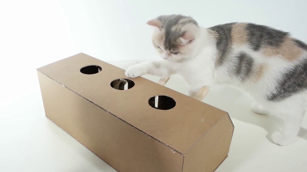 DIY Cat Toy! Whack-A-Mole Game for your Feline!