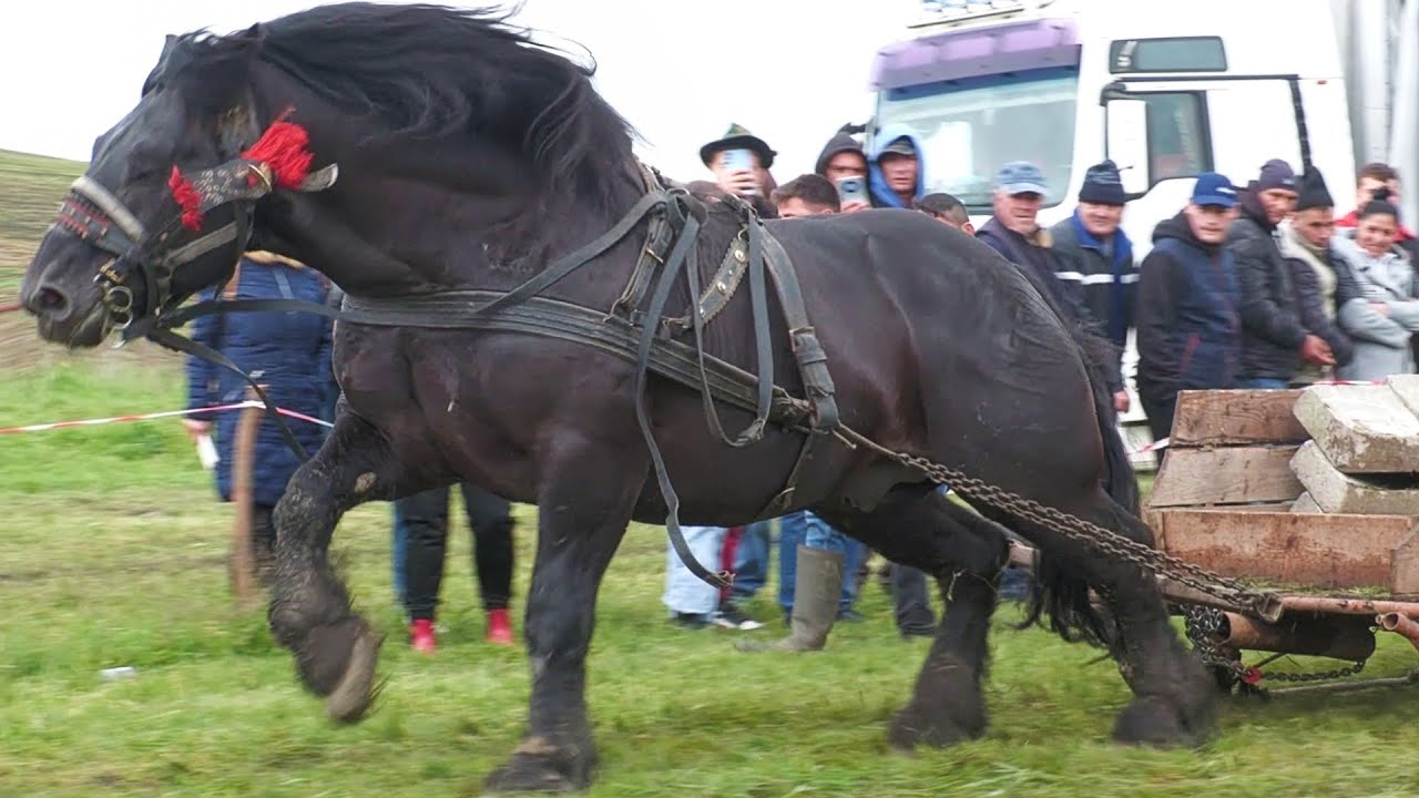 Cai de tracțiune proba de simplu Grindeni - Mureș 17 Mai 2025