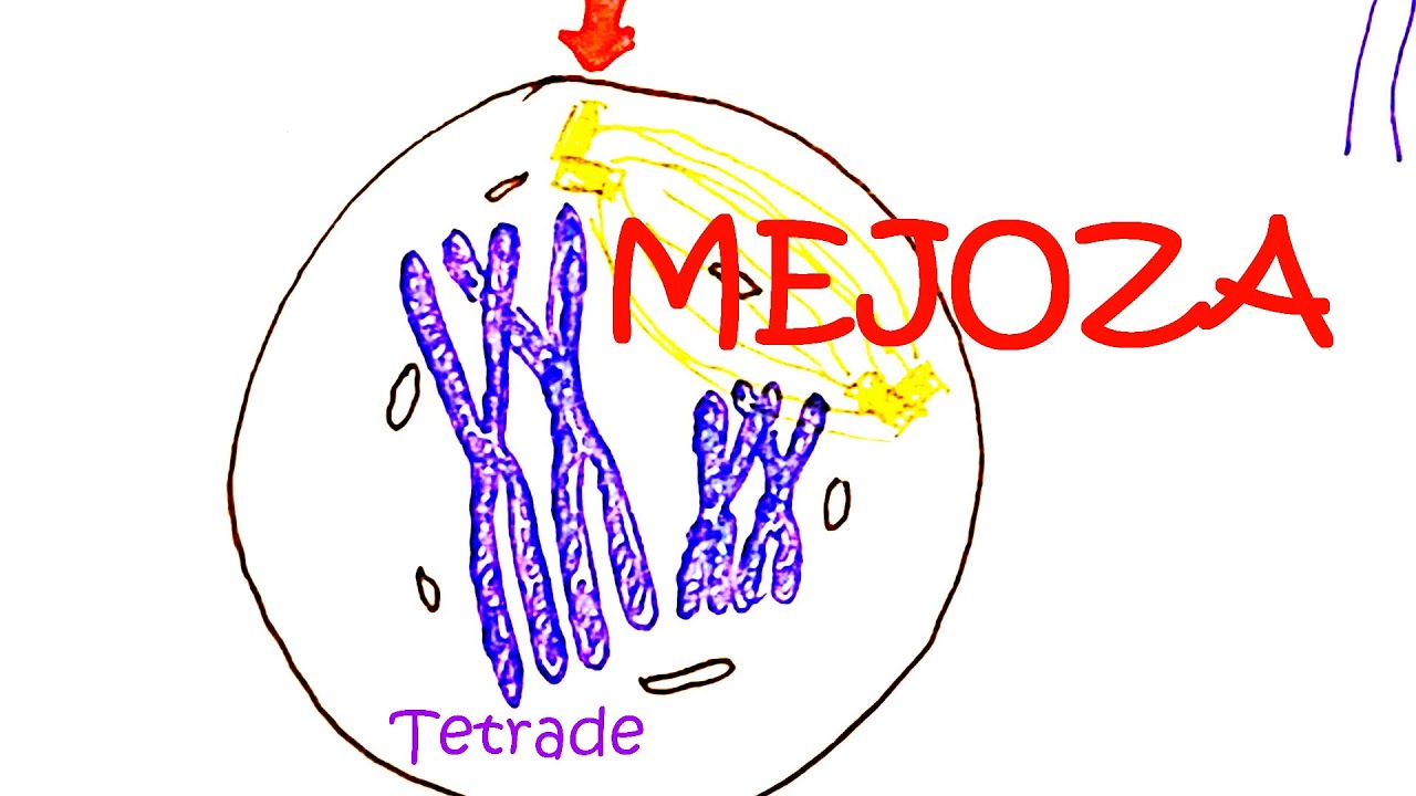 MEJOZA