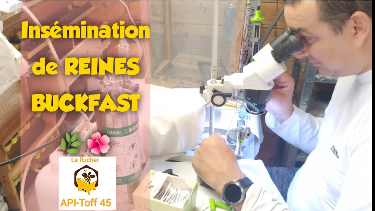Insémination de Reine Buckfast Api Toff 45 #apiculture