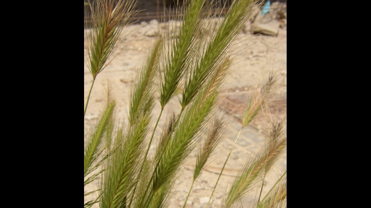 04 Hordeum murinum, jocs infantils.