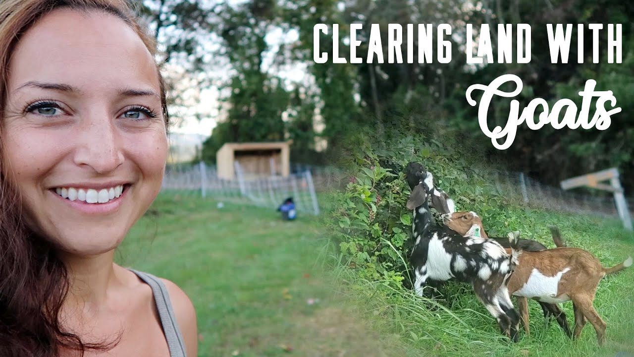 Clearing Land with Goats