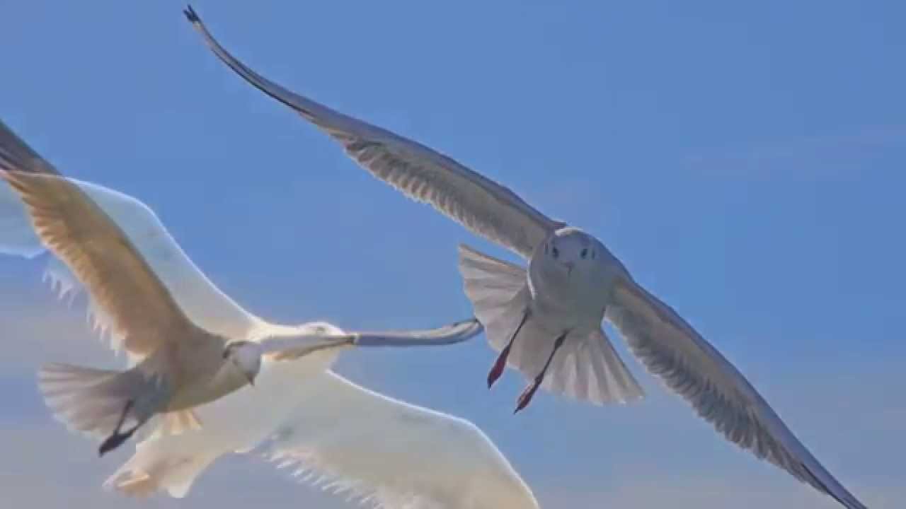Sorvolando Eilat