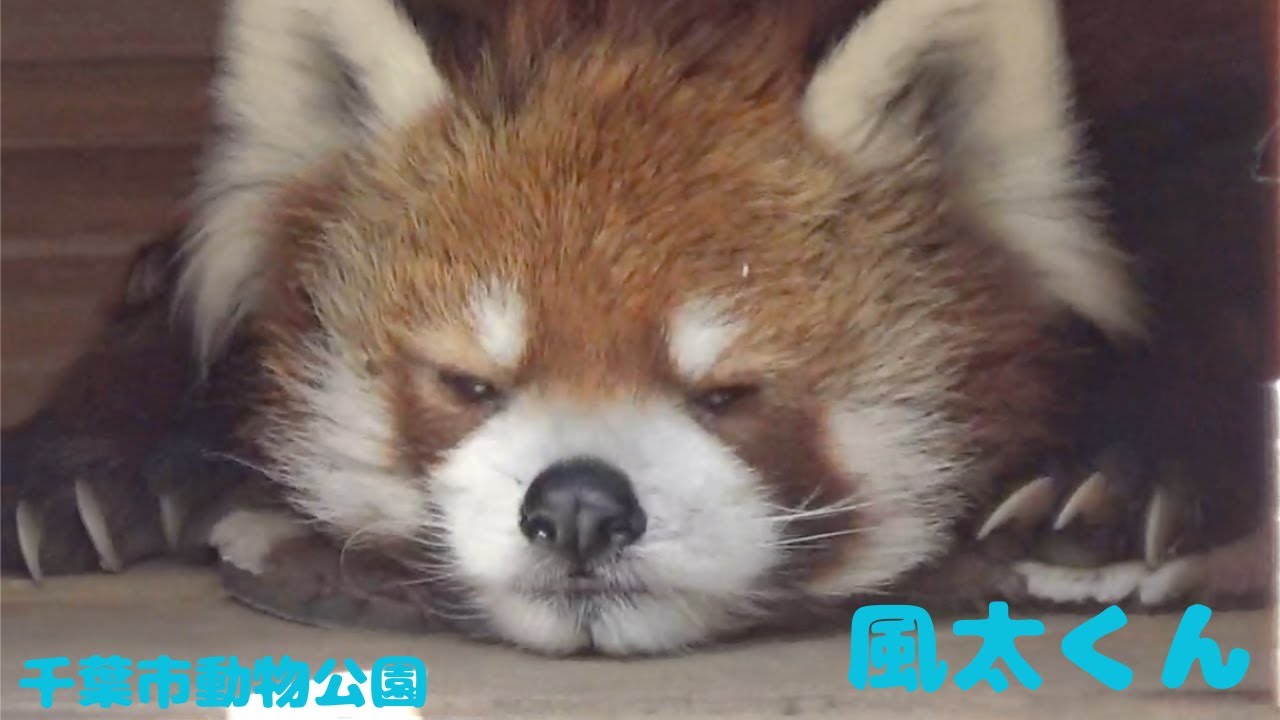 風太くん🍎レクチャータイム　[千葉市動物公園]　レッサーパンダ