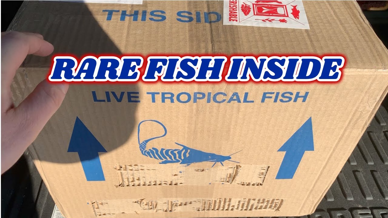 ZEBRA PLECO UNBOXING! #freshwaterexotics #houstonmanzanita