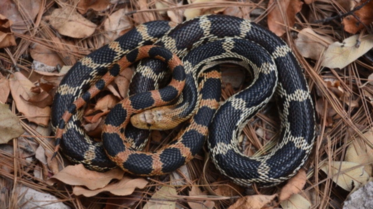 El Misterio del Cincuate: Por qué la serpiente más famosa de México está en peligro