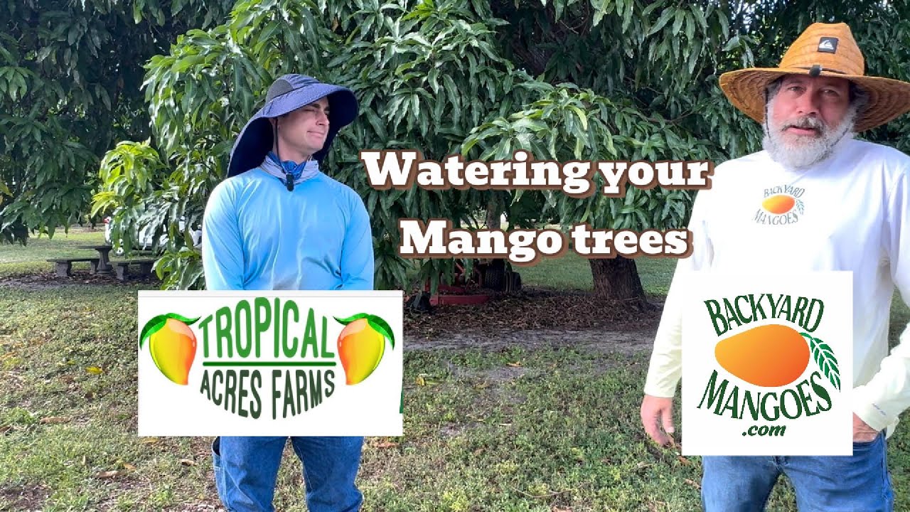 How to water your mango tree?