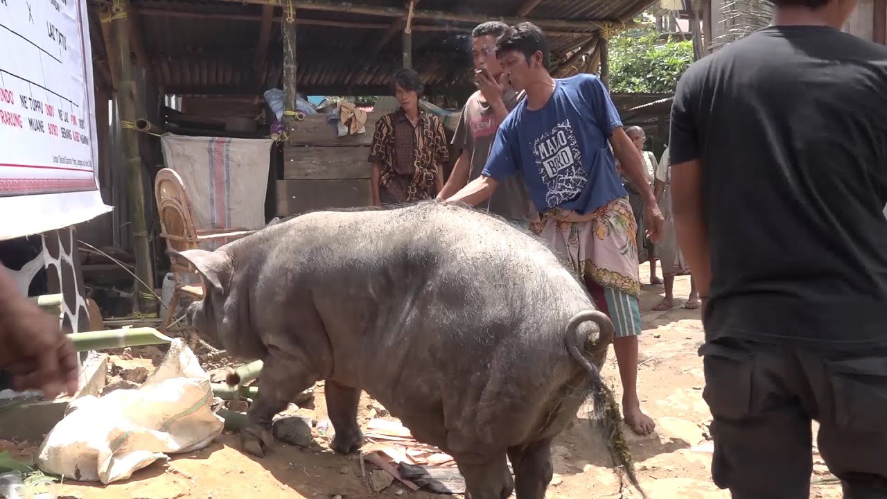 Babi super big harga puluhan juta rupiah