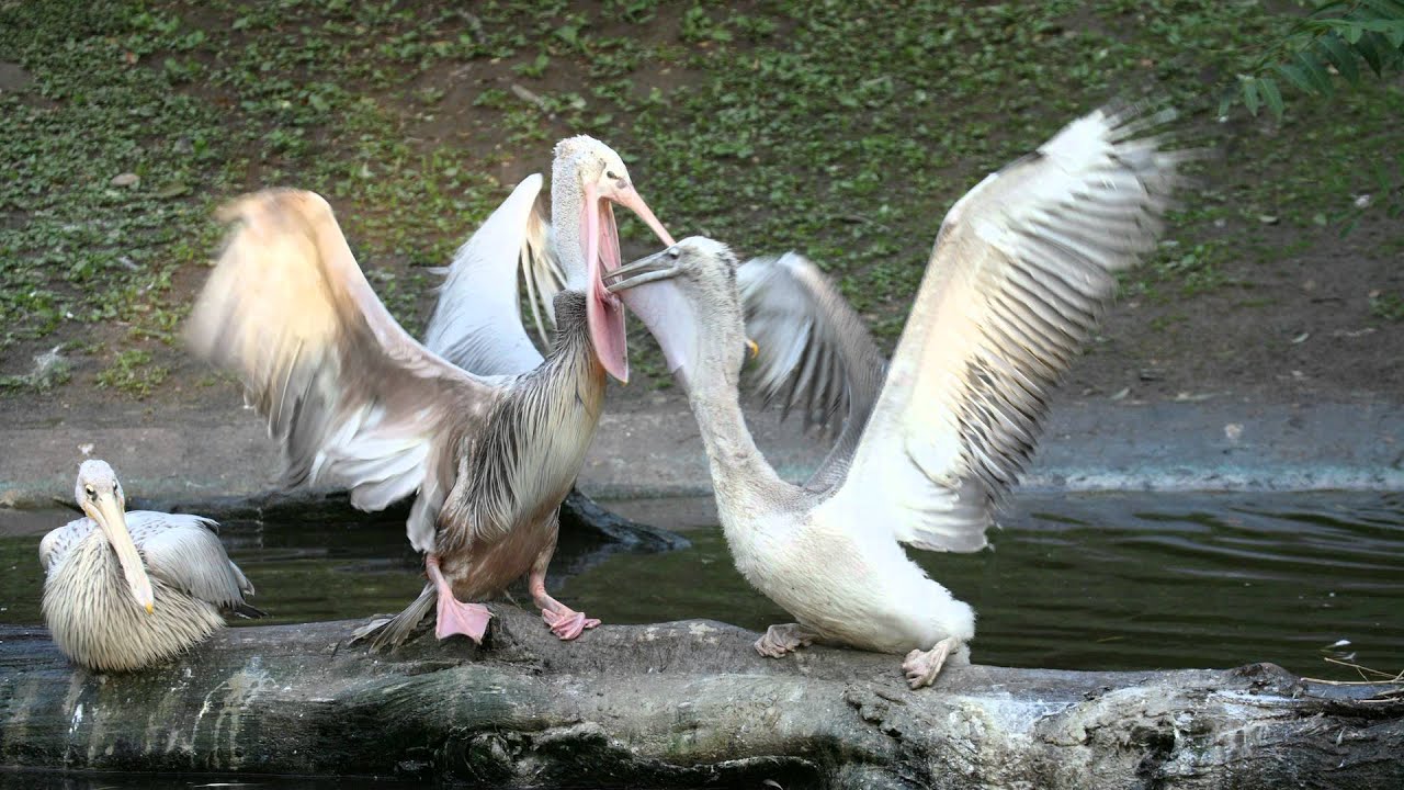 zoo neuwied-ein fotografischer rundgang