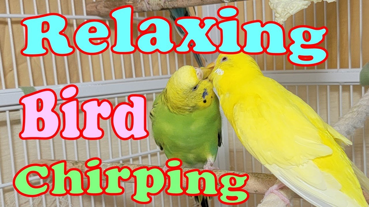 9 Hr Help Lonely Budgies Chirp, Nature Parakeets Bird Sound, Help Stressed lonely Birds Videos