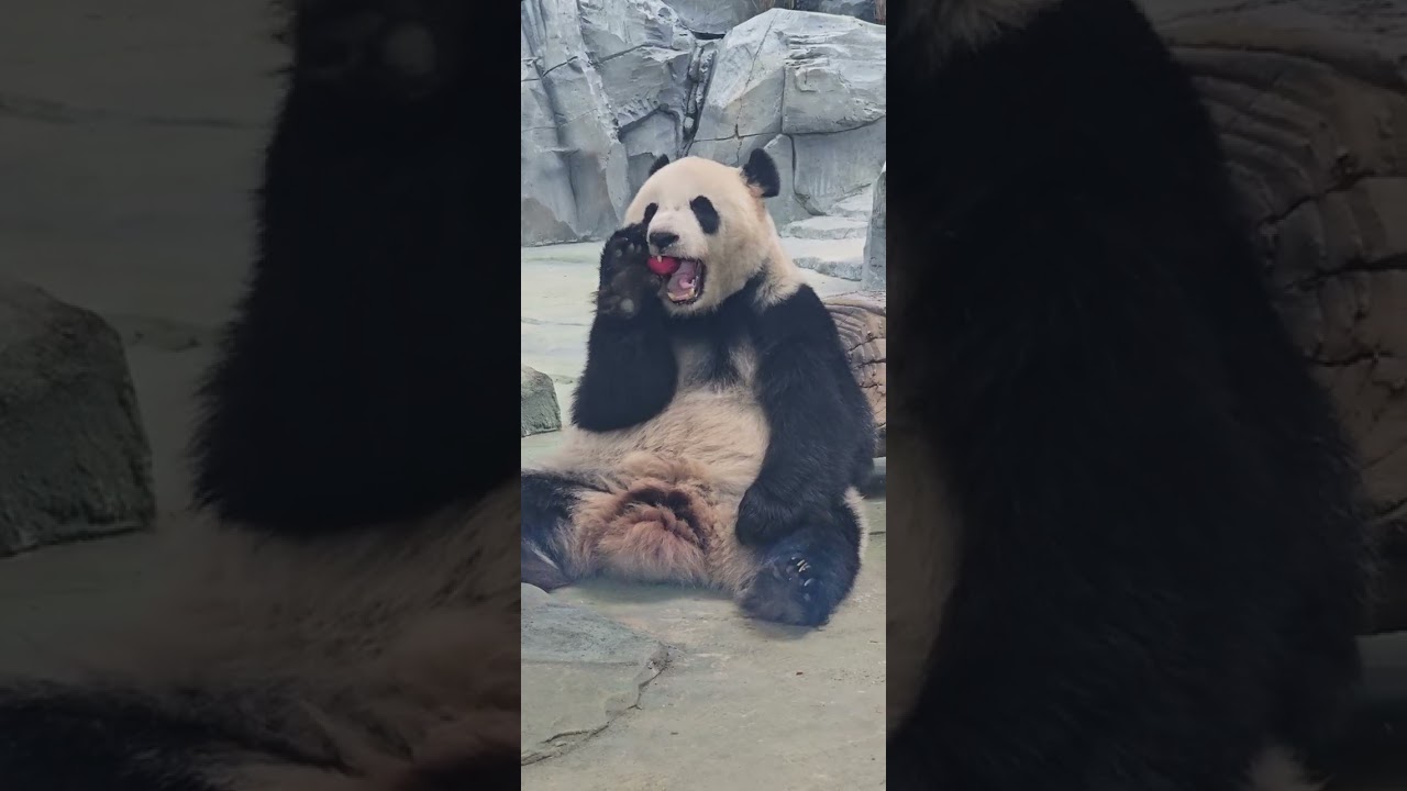LA NOUVELLE RÉSERVE DE PANDAS À MIANYANG (CHINE). 