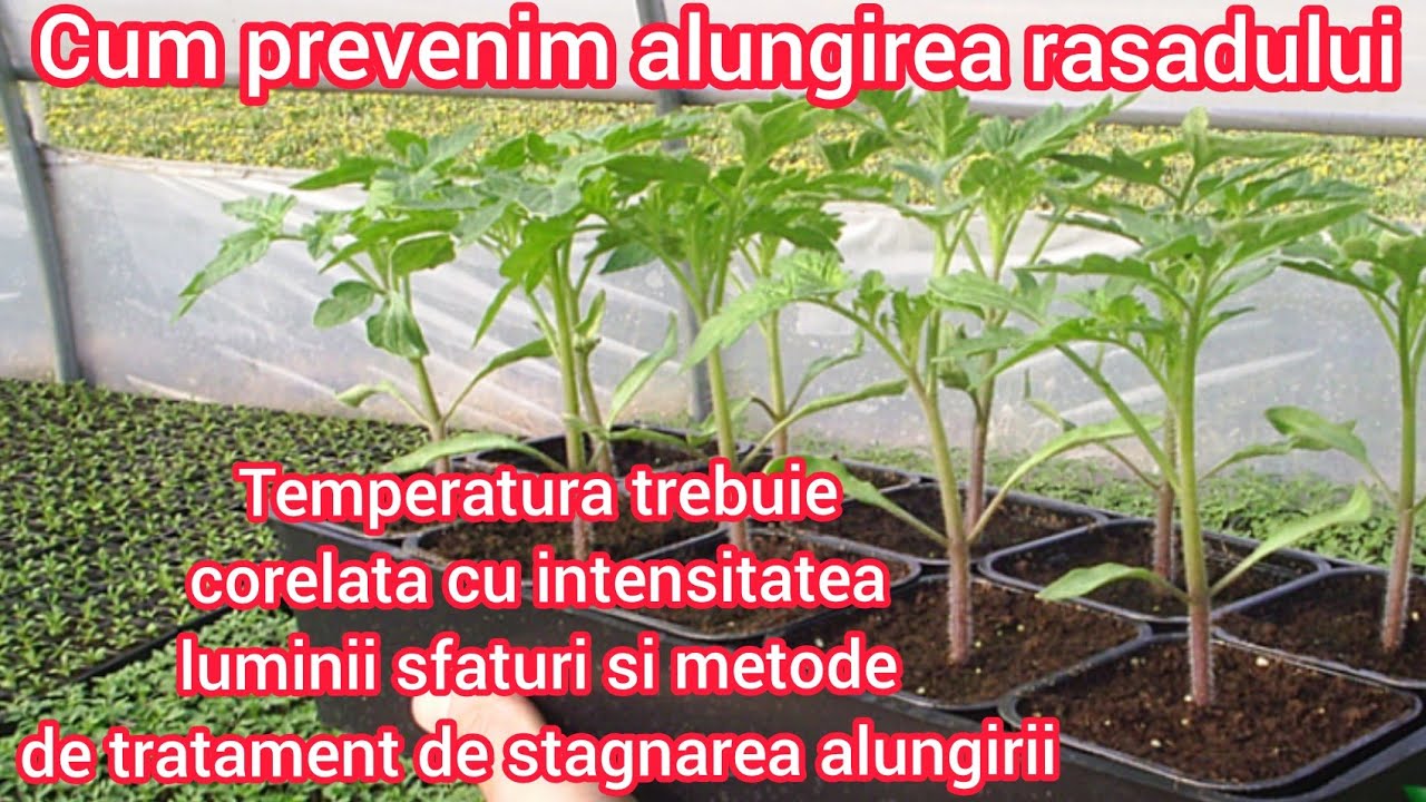 Cum controlam si prevenim alungirea rasadului, cauze efecte prevenire si tratare