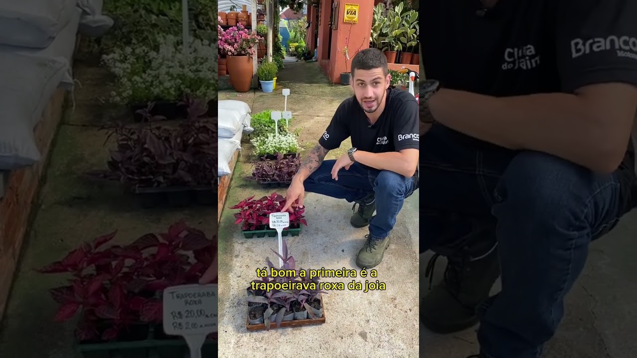 3 Plantas de forração para jardim