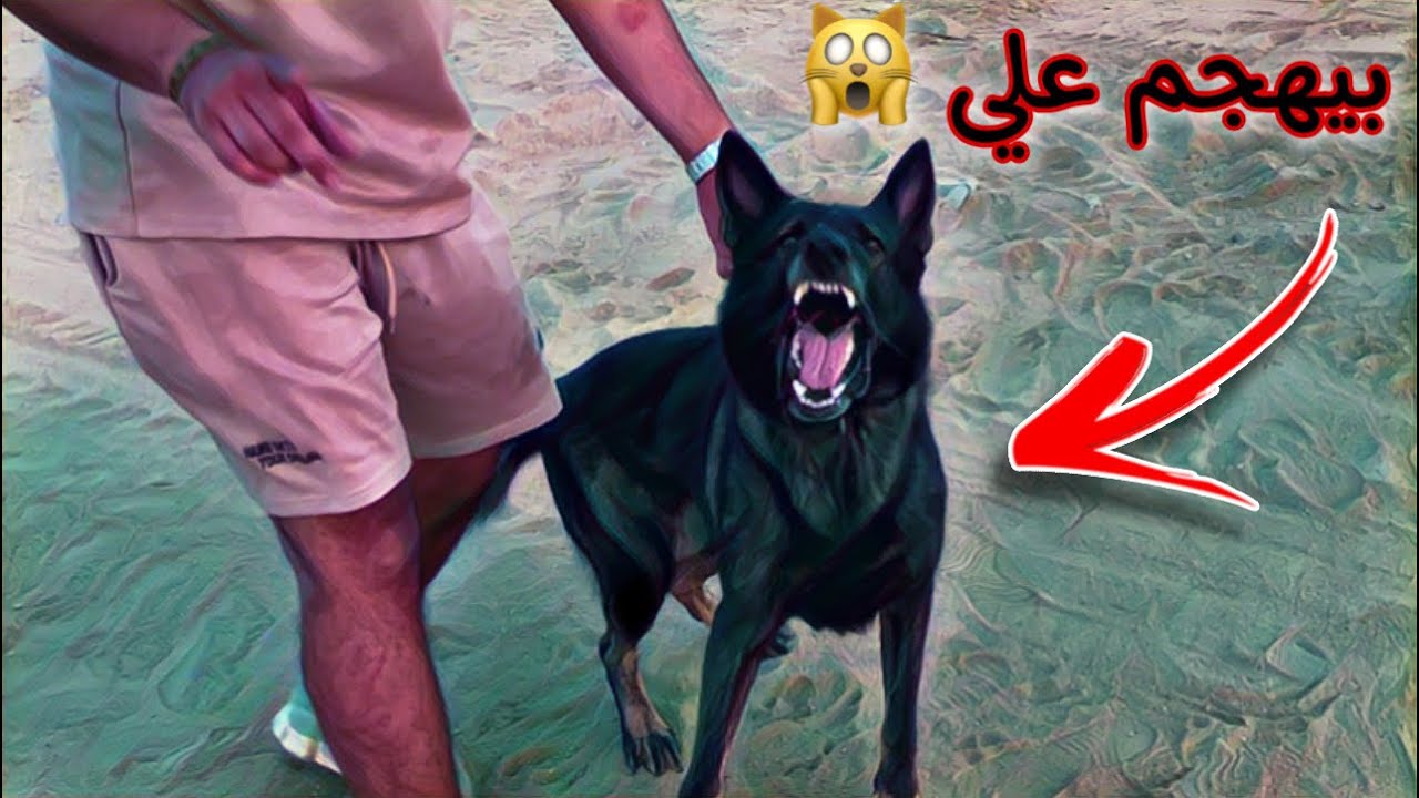 شريت كلبي الشخصي اللي كان خاطري فيه من زمان 😫 كلب شرس جداً 👿 ( جيرمن شيبرد )