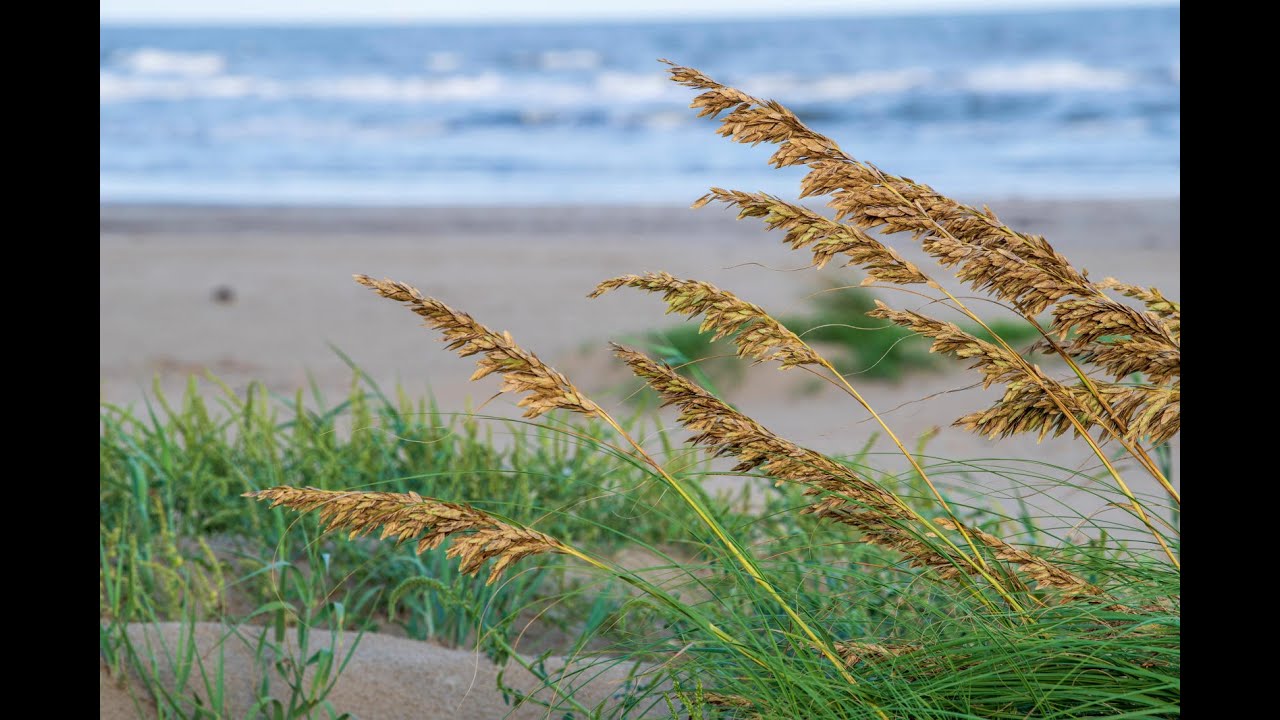 Galveston Island State Park: Virtual Tour