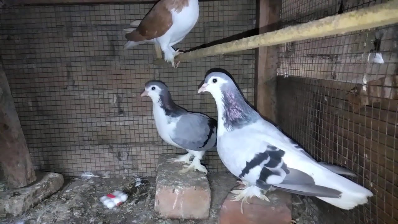 Beautiful Nasli Shirazi Kabooter | Ustaad Zahoor Taunsvi K Silver Lal Pigeons