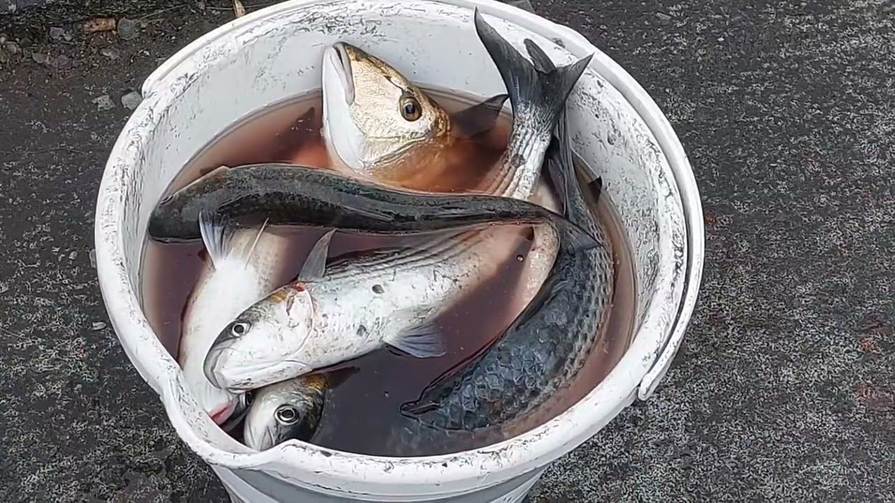 stambuł 🇹🇷 (15,16 marzec 2026) pieczone kasztany i ryby 