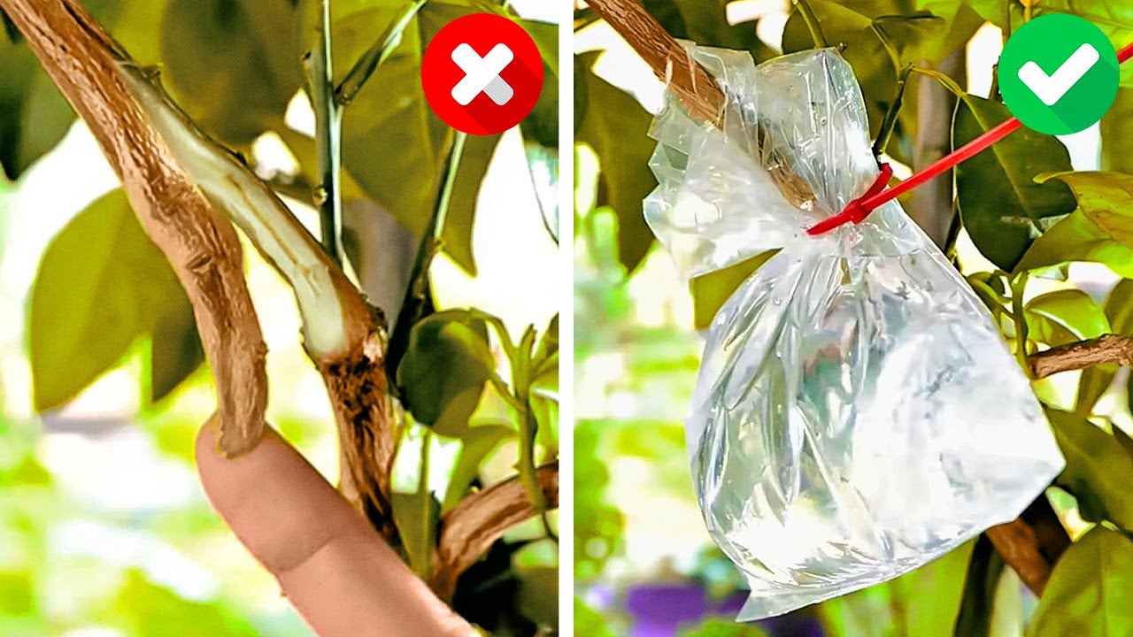 Idee di Giardinaggio per Principianti || Consigli per Far Crescere le Piante