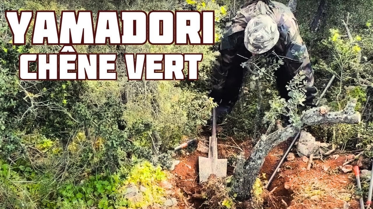 ОБРАЗЕЦ ЗЕЛЕНОГО ДУБА 🌱 НЭДЖИКАН БОНСАЙ 🌱