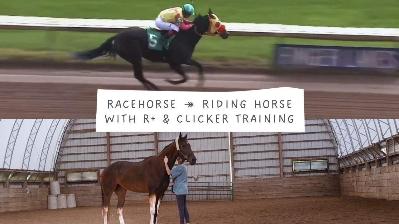 Racehorse to Riding Horse in 4 Weeks with R+ Clicker Training
