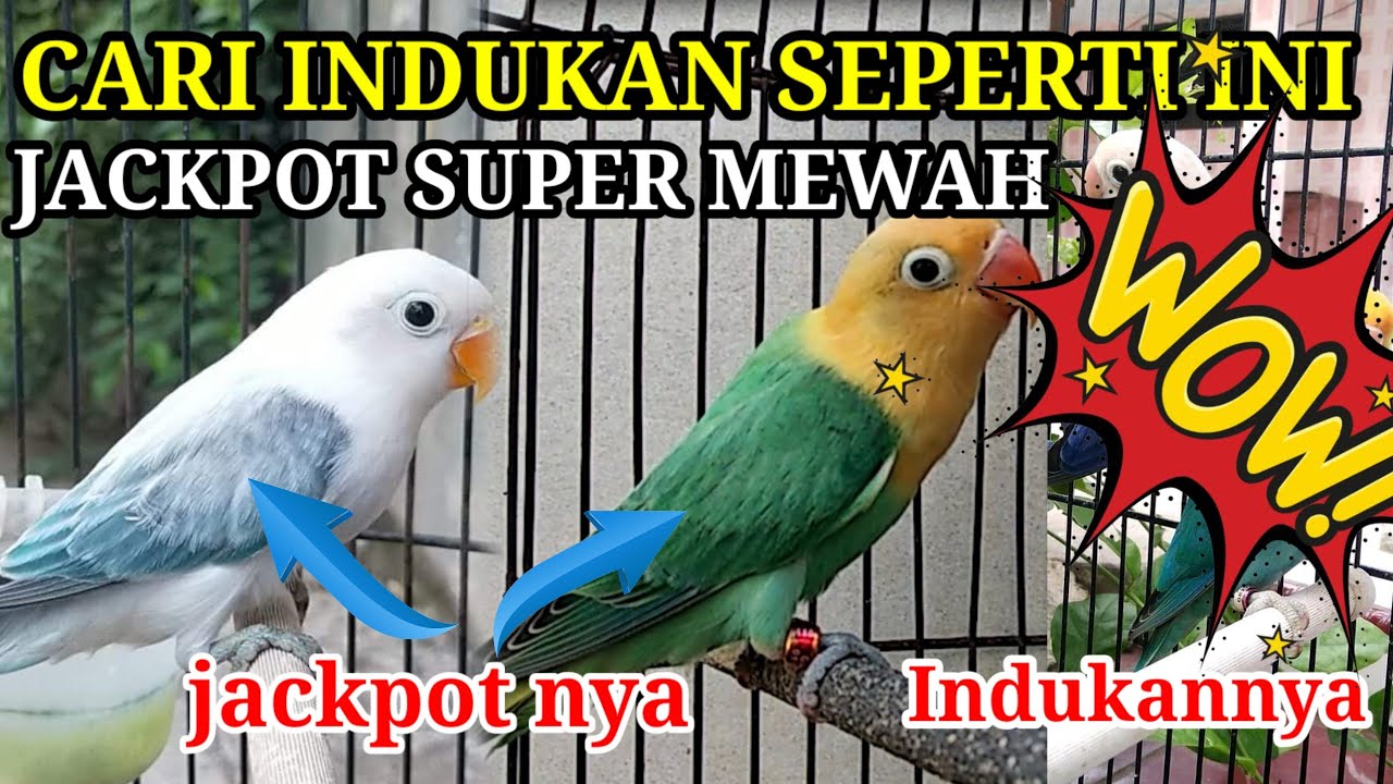 INDUKAN LOVEBIRD PAKET HEMAT JACKPOT SUPER MEWAH
