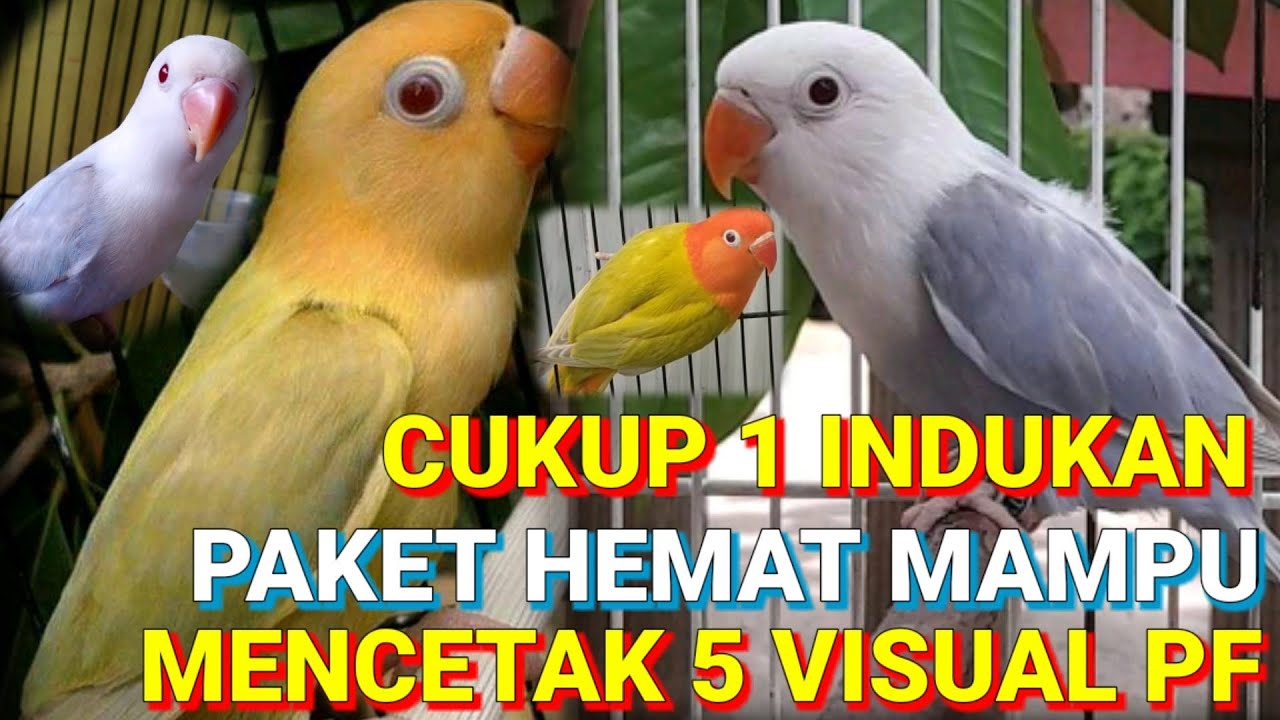 wooow mantab !! cukup 1 indukan Lovebird paket hemat mampu mencetak 5 warna mutasi pf