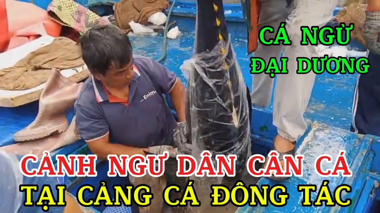 ĐÁNH BẮT CÁ NGỪ ĐẠI DƯƠNG || CÂN CÁ NGỪ ĐẠI DƯƠNG TẠI CẢNG CÁ ĐÔNG TÁC ||  #shorts
