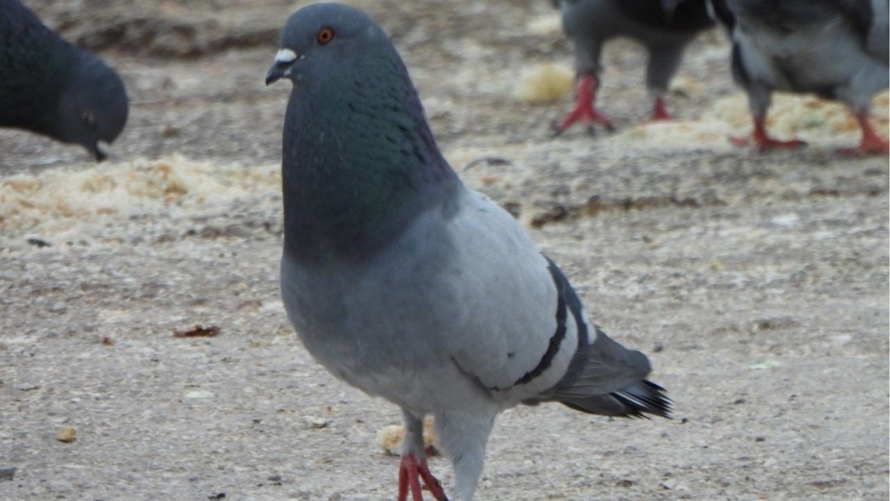 Feel the peace with pigeons | Relaxing Bird Moments | #animalvideos #4kvideo #4knature 