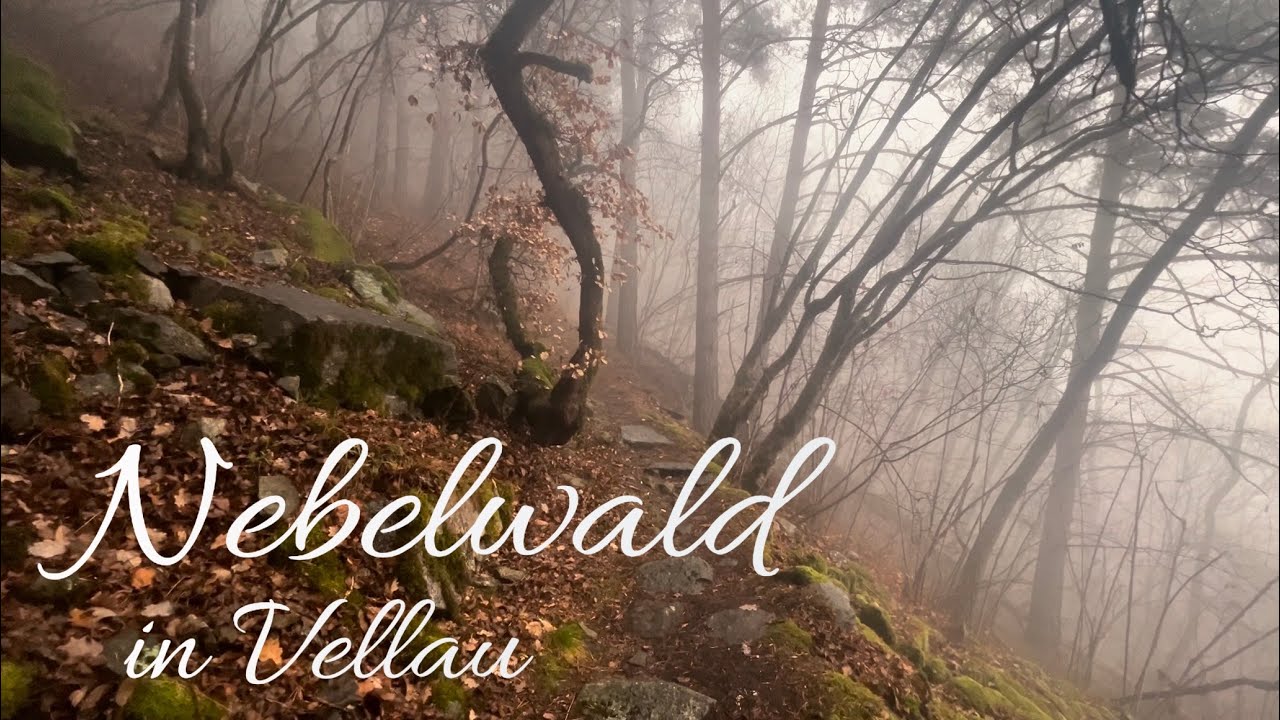 Nebelwald Vellau - foggy forest South Tyrol