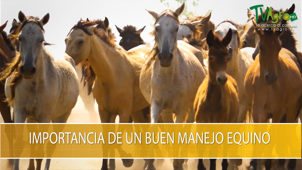 Cual es la Importancia del Buen Manejo Equino - TvAgro por Juan Gonzalo Angel Restrepo