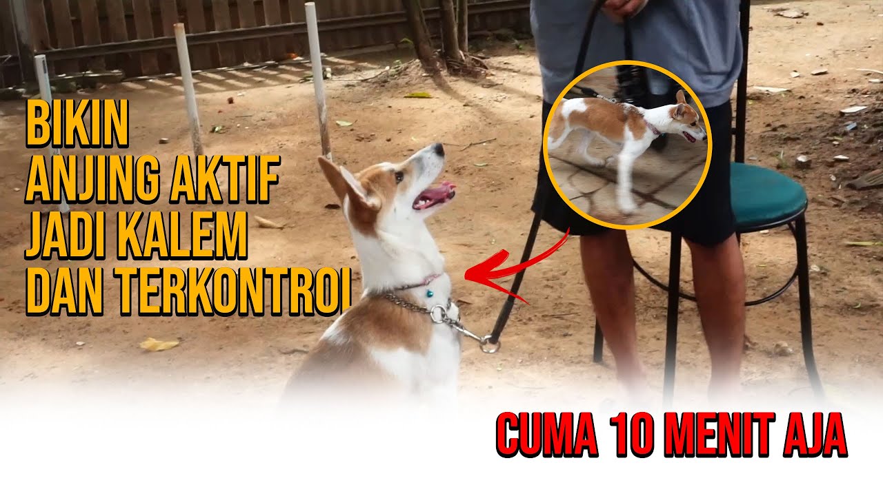 Cuma 10 menit bikin anjing aktif (nakal) jadi kalem dan terkontrol (patuh) 💯