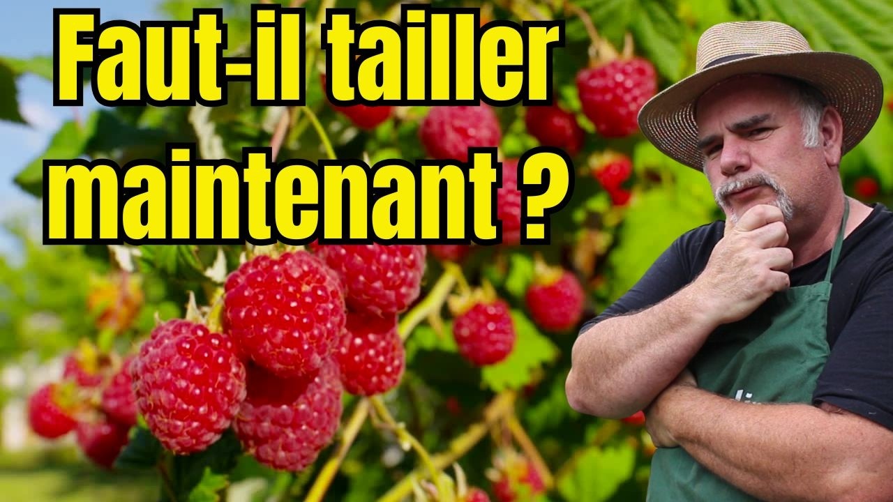 Taille des framboisiers remontants : faut-il tailler maintenant ?