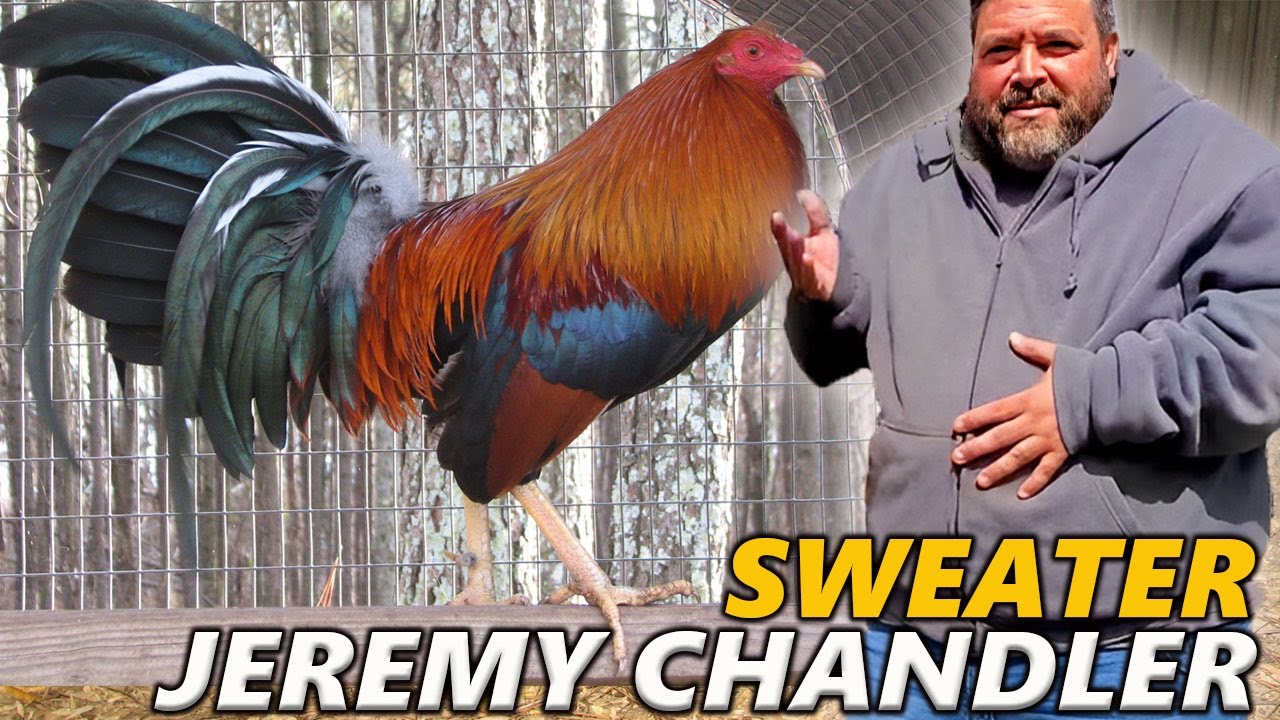Mr. Jeremy Chandler Sweater - Juan Santos JGB Mexico Beautiful Birds