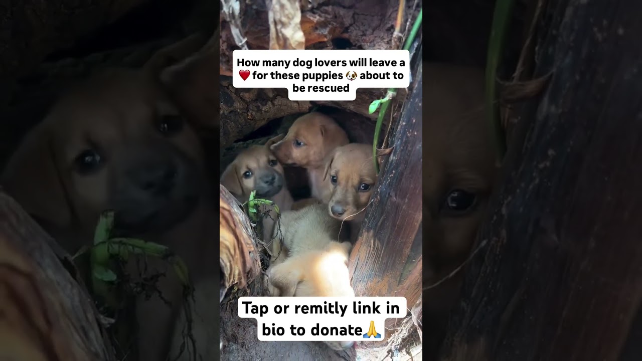 #donatenow #adoptstrays #donate #love #feed #animals #rescue #puppylover #share #boostand comment🙏