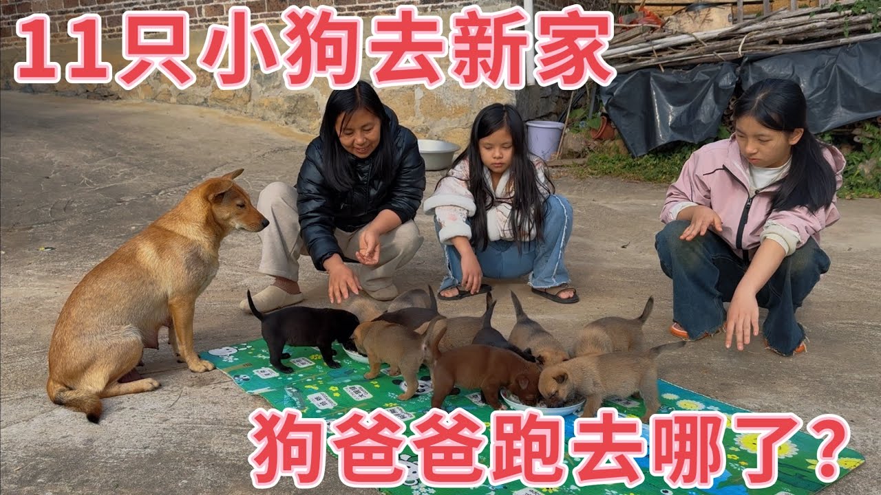 田园犬一胎生了11个，出生25天第一次出远门，没想到是去新家的地方，狗狗开心得哇哇大叫，遗憾的是狗爸爸没有来