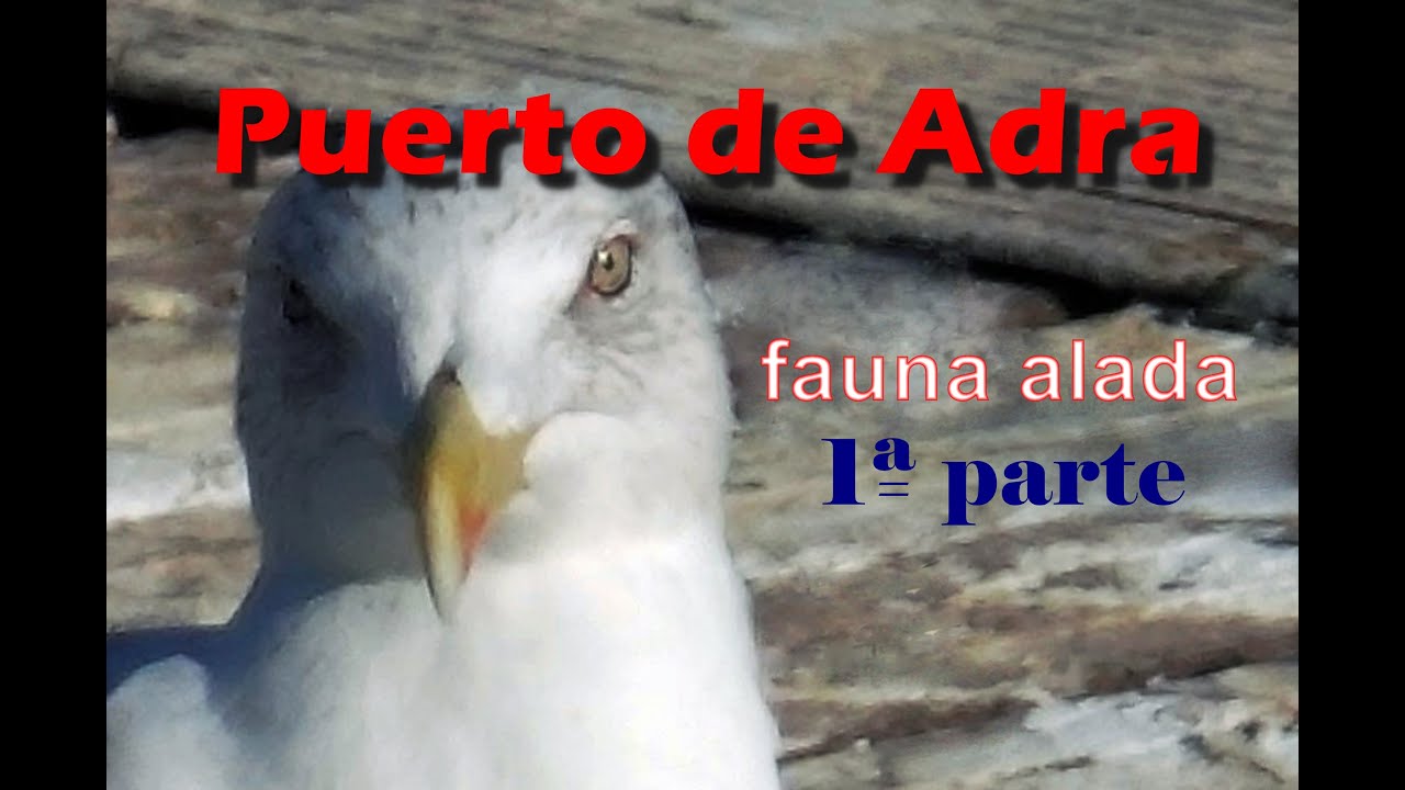 Puerto de Adra - fauna alada - 1ª parte